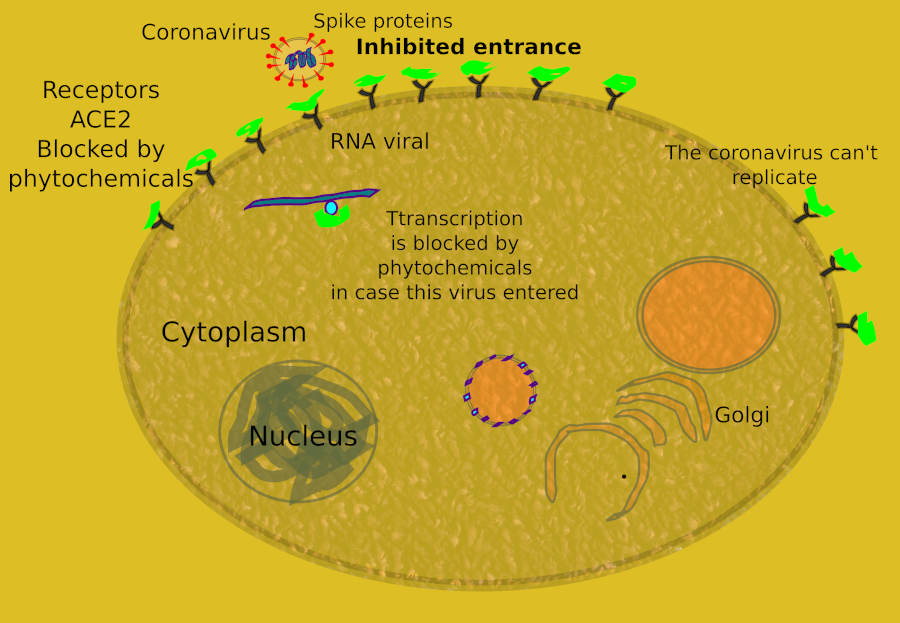 Coronavirus