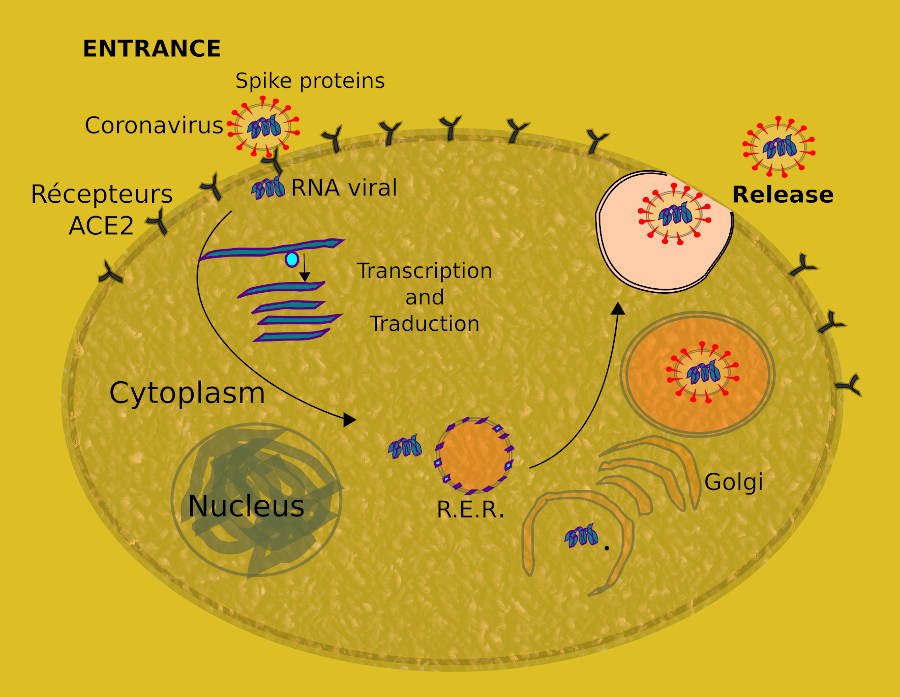 Coronavirus